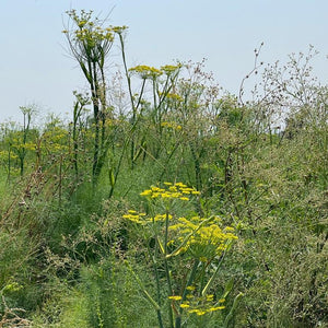 Lucknow Fennel - Burlap & Barrel