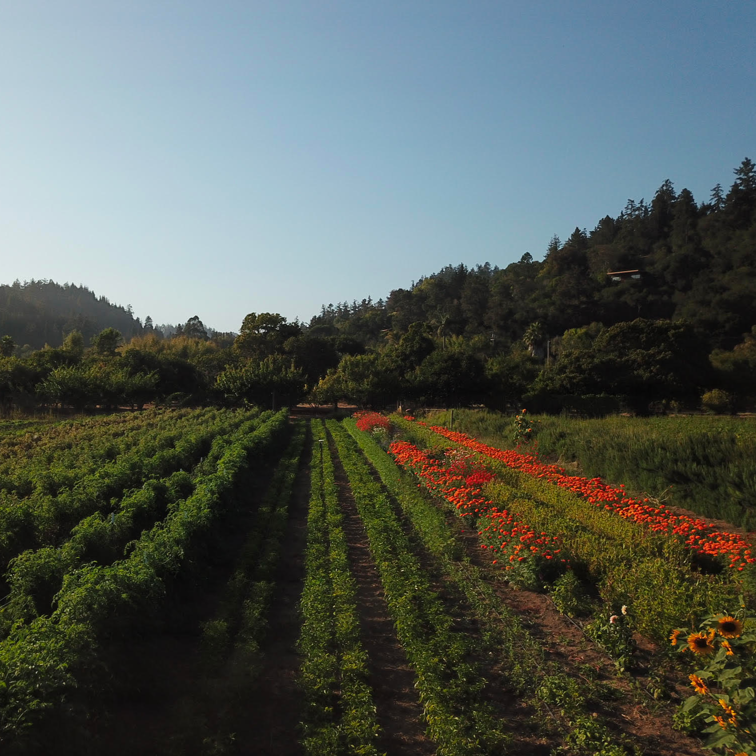 Fire Tongue Farms