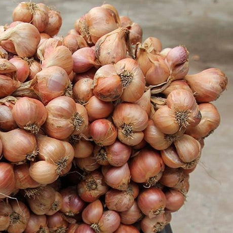 Purple Shallot Powder