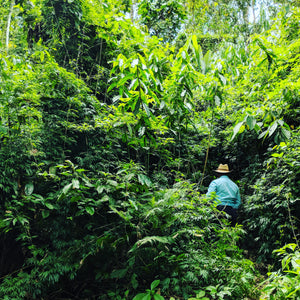 Don Amilcar walking through the cardamom jungle