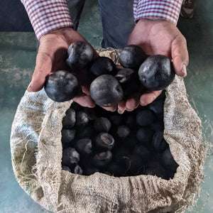 Holding whole black limes before they are dried
