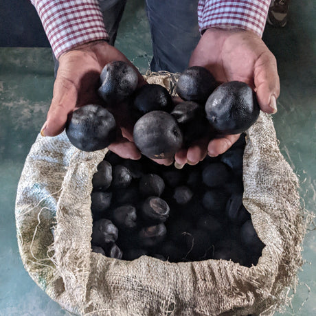 Holding whole black limes before they are dried