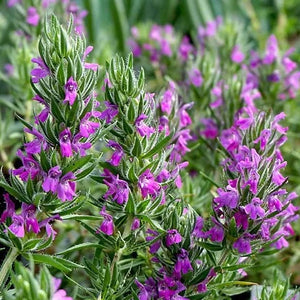 Flowering Hyssop Thyme