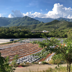 Limes drying in Alta Verapaz, Guatemala, to make black lime