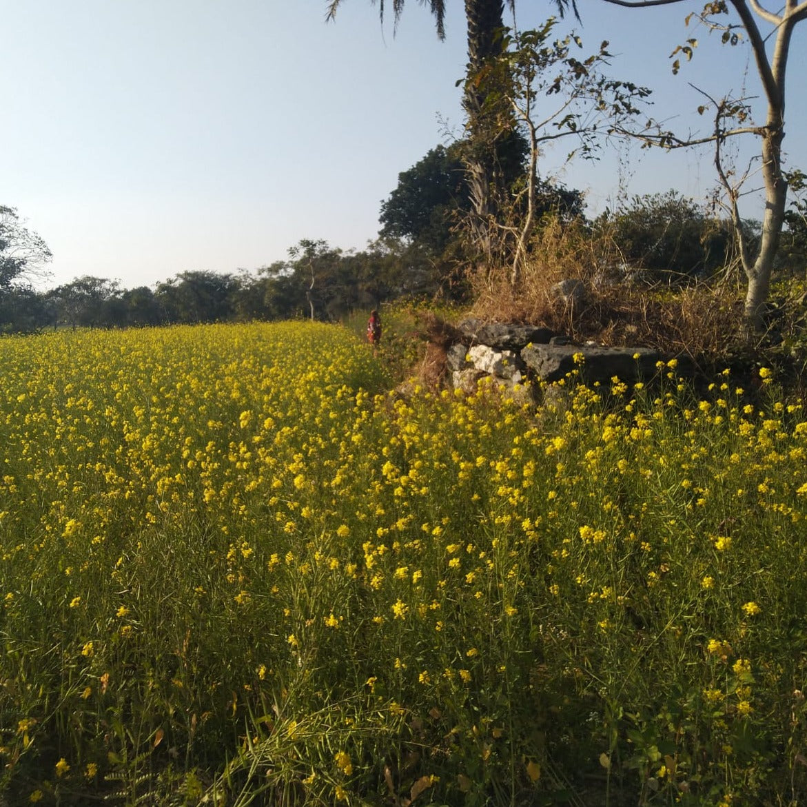 black mustard seed plant Aravali Black Mustard – Burlap & Barrel
