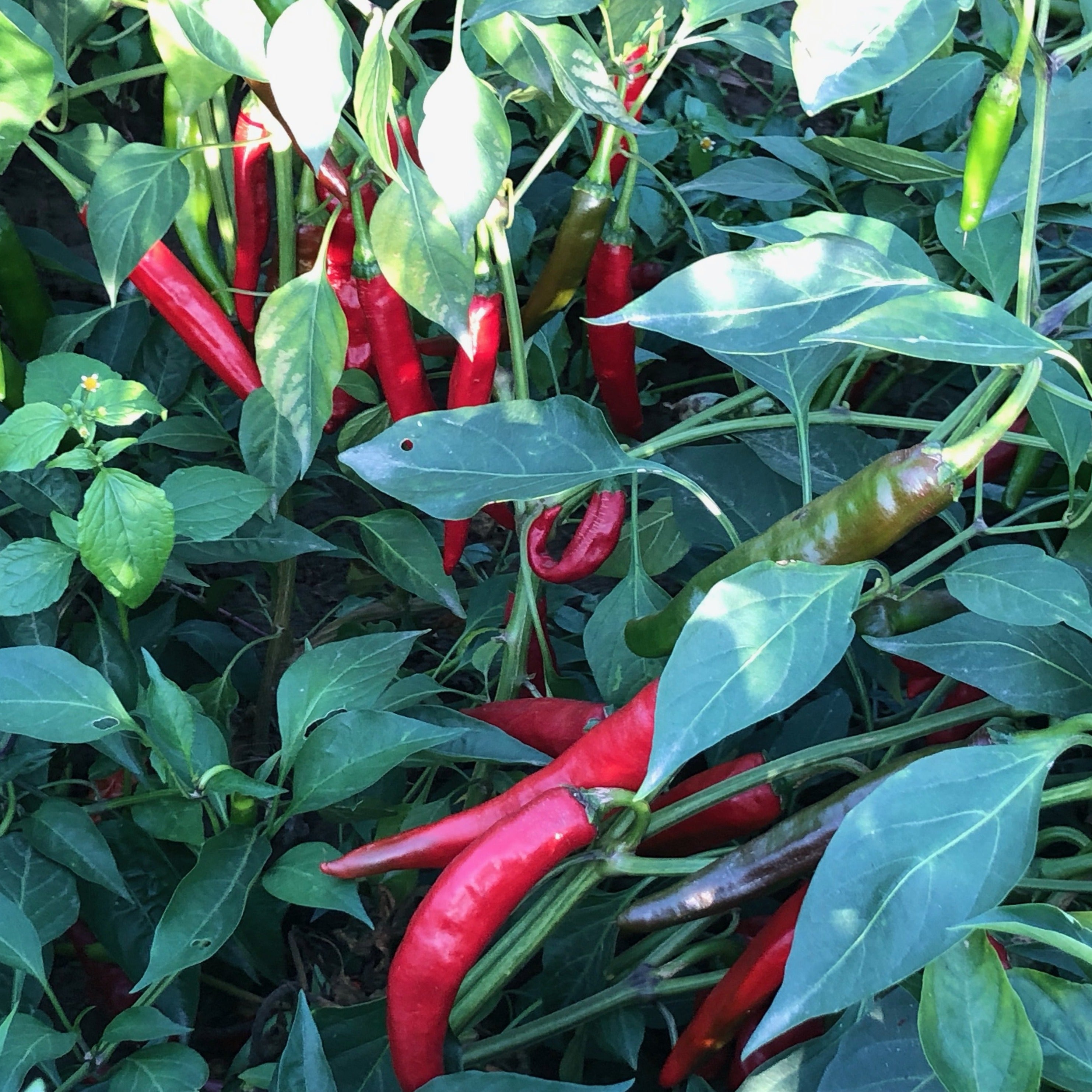Kashmiri Chili Powder - Burlap & Barrel