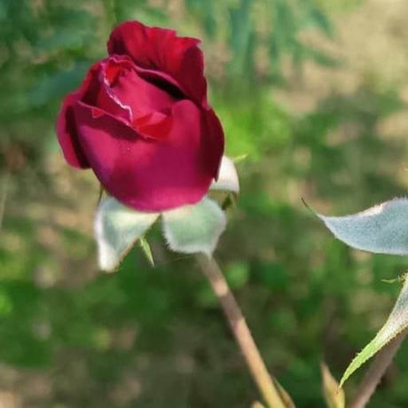 Damask Rose Petals