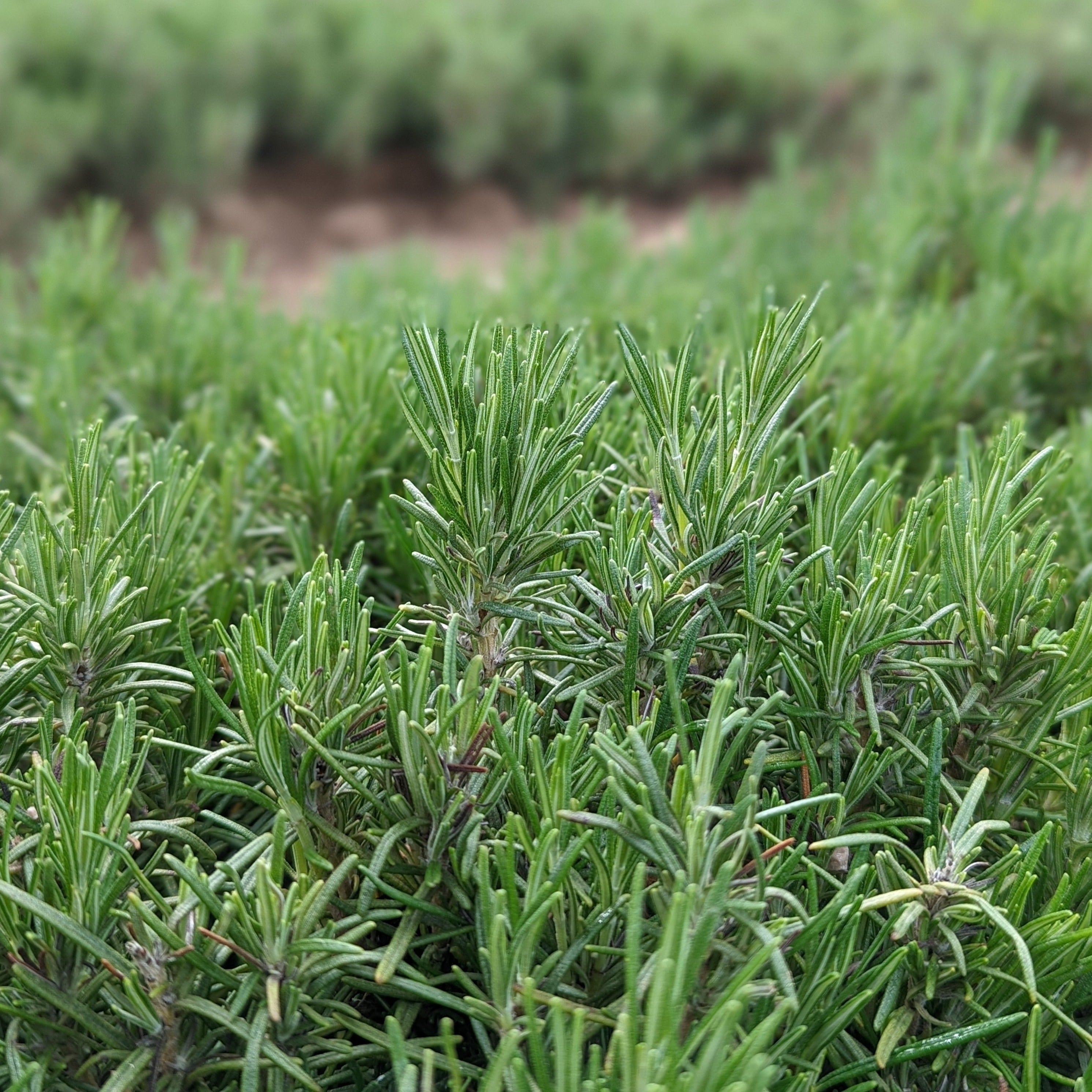 Limestone Rosemary – Burlap & Barrel