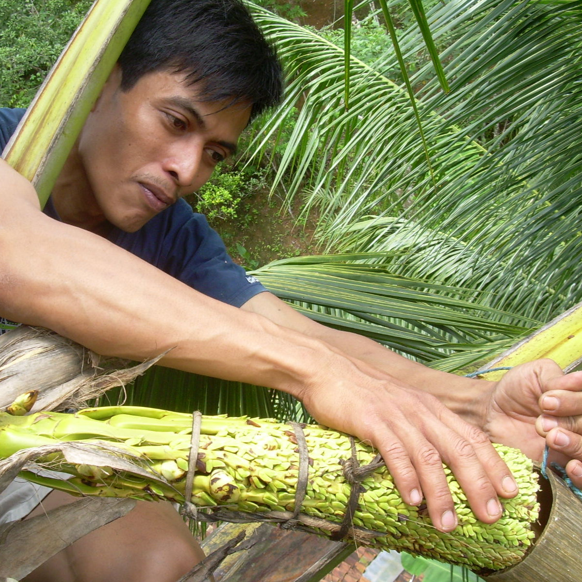 Coconut Sugar (Indonesia) - Burlap & Barrel