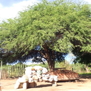 Wild Mesquite - Burlap & Barrel