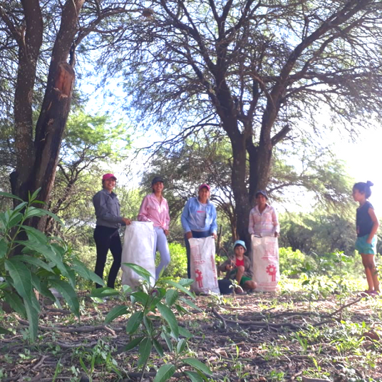Wild Mesquite - Burlap & Barrel