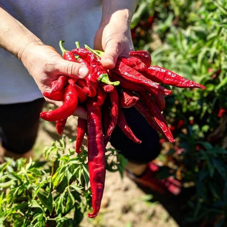 Smoked Pimentón Paprika - Burlap & Barrel