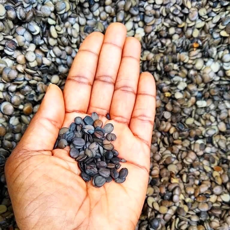 Iru beans in hand