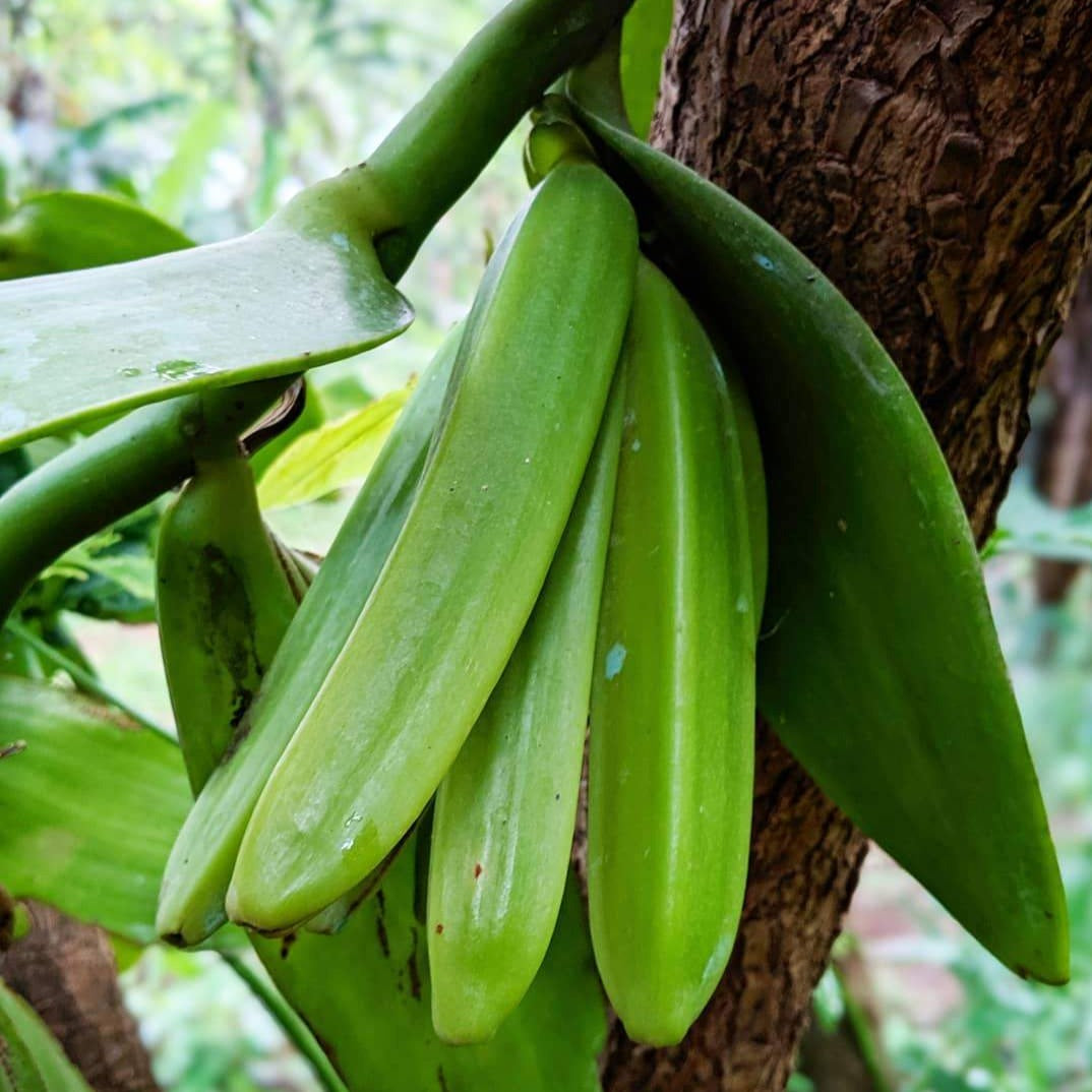 Wild Pompona Vanilla 1 Grade A Pod (Bamboo Tube)