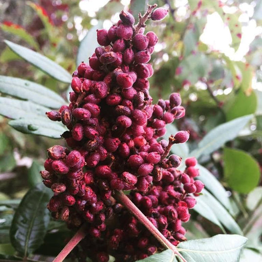 Cured Sumac - Burlap & Barrel Single Origin Spices