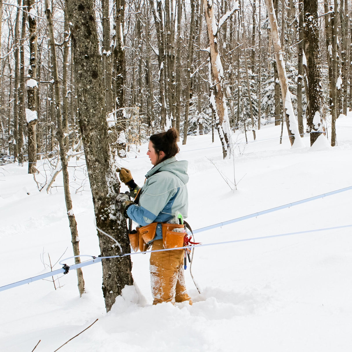 Woman tapping a maple tree in the snow for Runamok and Burlap & Barrel collaboration: Spiced Infused Maple Syrups