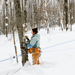 Woman tapping a maple tree in the snow for Runamok and Burlap & Barrel collaboration: Spiced Infused Maple Syrups