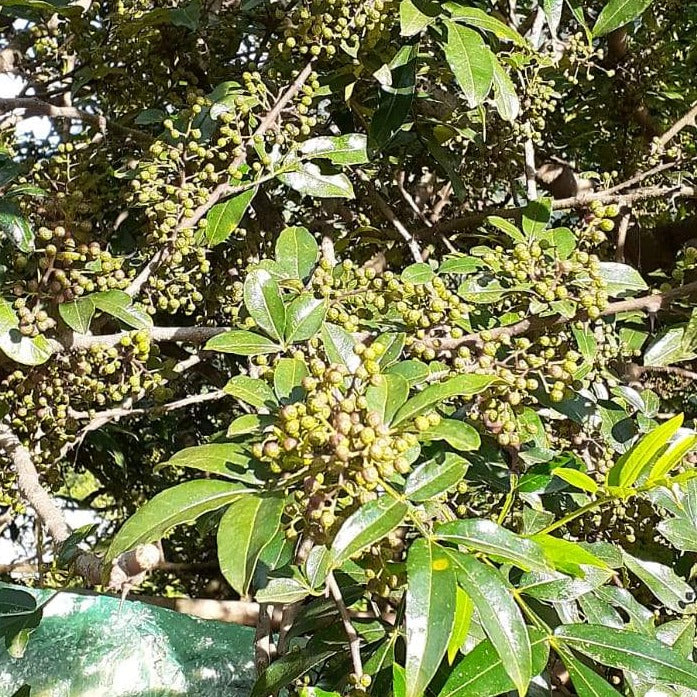 Timut Peppercorns growing on a bush in the Himalayas